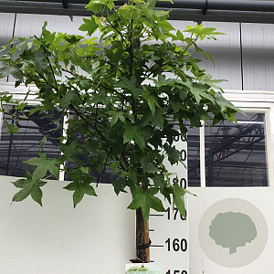 Liquidambar s. 'Gum Ball' 180 cm stam 15L