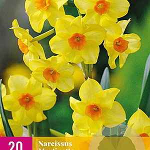 Narcissus 'Martinette' 10-12 mm verpakt per 100