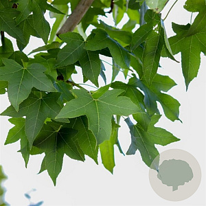 Liquidambar s. 'Parasol' 50-60 HO draadkluit