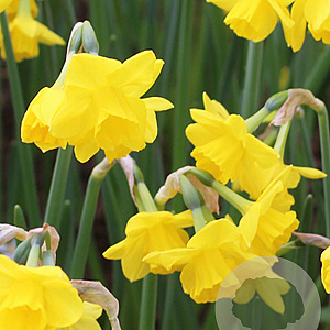Narcissus 'Quail' 10-12 mm verpakt per 100