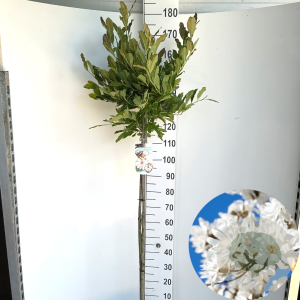 Magnolia stellata 120 cm stam 10L