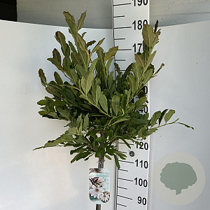 Magnolia stellata 120 cm stam 10L