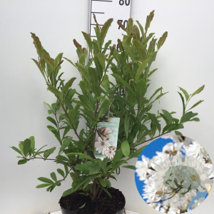 Magnolia stellata 60-80 cm 12L