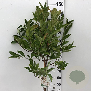 Magnolia stellata 70 cm stam 7,5L