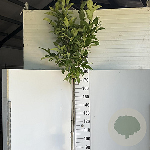 Magnolia 'Susan' 180 cm stam 12L