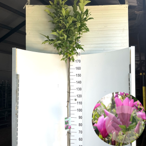 Magnolia 'Susan' 180 cm stam 12L