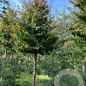 Parrotia persica 'Vanessa' 30-35 HO draadkluit