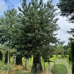 Pinus sylvestris 40-45 HO draadkluit