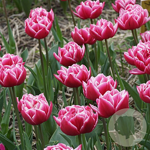 Tulipa Columbus 11-12 cm verpakt per 100