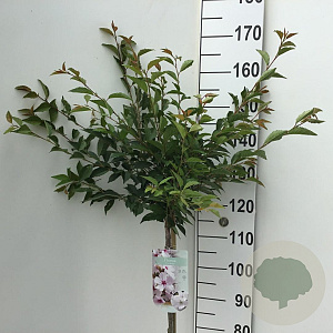 Prunus 'The Bride' 120 cm stam 7,5L