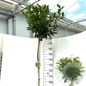 Prunus l. Kleopatra 180 cm stam 15L