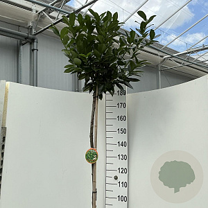 Prunus l. Kleopatra 180 cm stam 15L