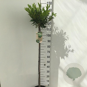 Prunus l. 'Otto Luyken' 120 cm stam 10L