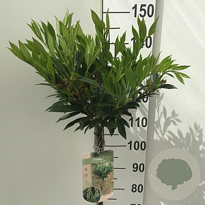Prunus l. 'Otto Luyken' 120 cm stam 10L