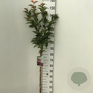Prunus nipponica 'Ruby' 90 cm stam 7,5L