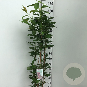 Prunus ser. 'Amanogawa' 125-150 cm 7,5L Gestokt