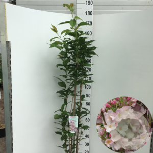 Prunus ser. 'Amanogawa' 175-200 cm 7,5L Gestokt