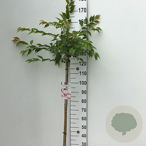 Prunus subh. 'Autumnalis Rosea' 125 cm stam 7,5L