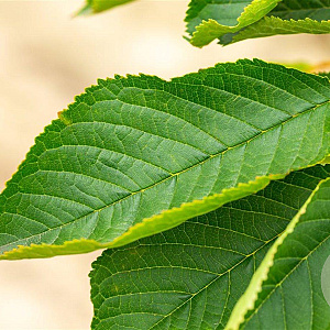 Prunus ser. 'Fugenzo' 30-35 HO draadkluit