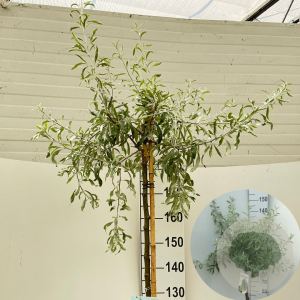 Pyrus salicifolia 'Pendula' 180 cm stam 15L