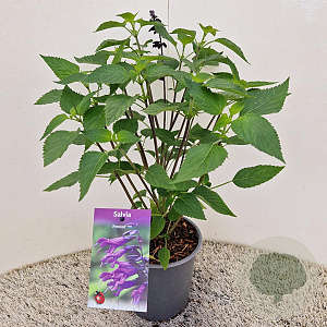 Salvia 'Amistad' 25-30 cm 2,5L