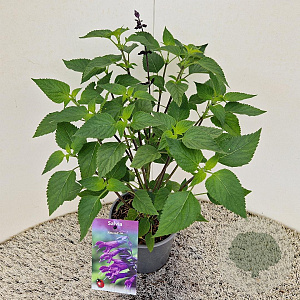 Salvia 'Amistad' 25-30 cm 2,5L