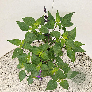Salvia 'Amistad' 25-30 cm 2,5L