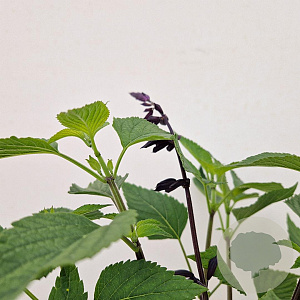 Salvia 'Amistad' 25-30 cm 2,5L