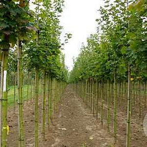 Acer platanoides 'Cleveland' 14-16 HO draadkluit