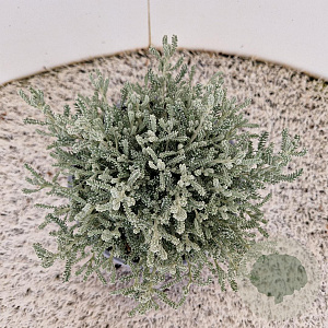 Santolina chamaecyparissus 10-15 cm 2,5L