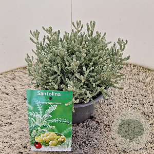 Santolina chamaecyparissus 10-15 cm 2,5L