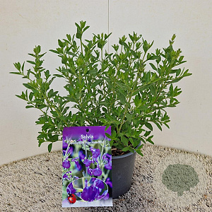 Salvia micr. 'Blue Monrovia' 25-30 cm 2,5L