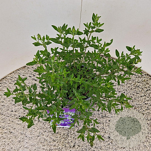 Salvia micr. 'Blue Monrovia' 25-30 cm 2,5L