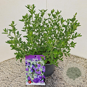 Salvia micr. 'Blue Monrovia' 25-30 cm 2,5L