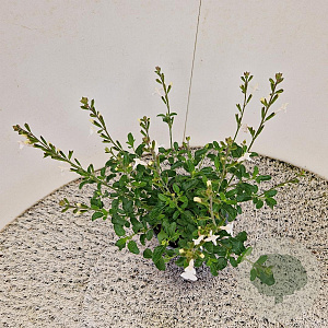 Salvia micr. 'Gletsjer' 25-30 cm 2,5L