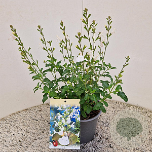 Salvia micr. 'Gletsjer' 25-30 cm 2,5L