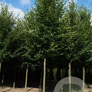 Tilia cordata 'Greenspire' 45-50 HO draadkluit