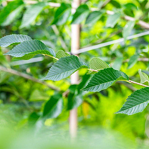 Ulmus 'Sapporo Autumn Gold' 25-30 HO draadkluit