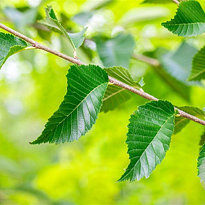 Ulmus 'Sapporo Autumn Gold' 25-30 HO draadkluit