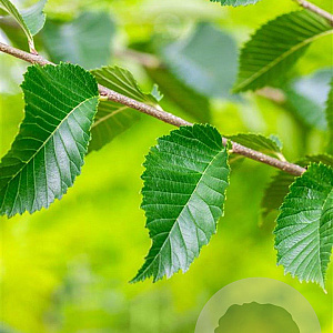 Ulmus 'Sapporo Autumn Gold' 25-30 HO draadkluit
