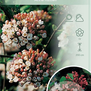 Viburnum burkw. 'Anne Russell' 60-80 cm 10L