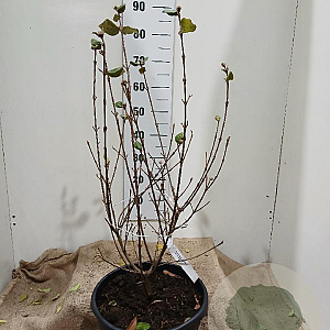 Viburnum burkw. 'Anne Russell' 60-80 cm 20L najaarspotting