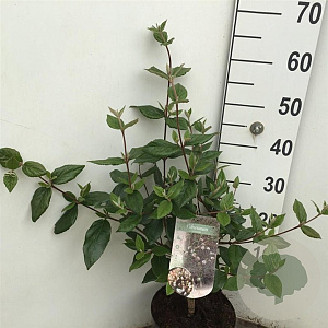 Viburnum burkwoodii 50-60 cm 5,0L