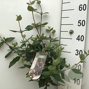 Viburnum burkwoodii 50-60 cm 5,0L