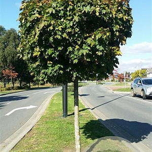 Acer platanoides 'Globosum' 14-16 HO draadkluit 225 cm stam boven vered.