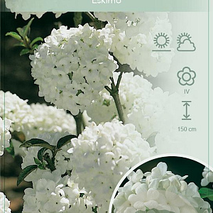 Viburnum 'Eskimo' 50-60 cm 7,5L