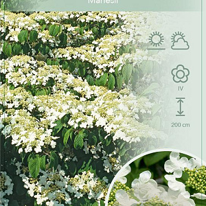 Viburnum plic. 'Mariesii' 60-80 cm 12L