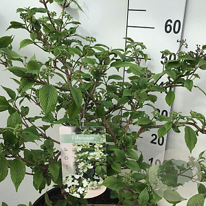 Viburnum plic. 'Mariesii' 60-80 cm 12L