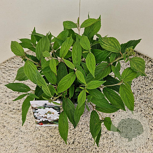 Viburnum plic. 'Watanabe' 25-30 cm 2,5L