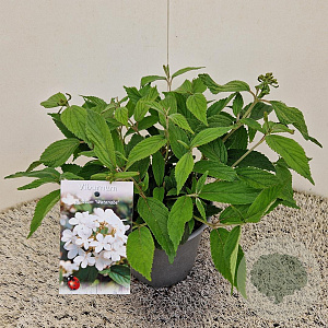 Viburnum plic. 'Watanabe' 25-30 cm 2,5L